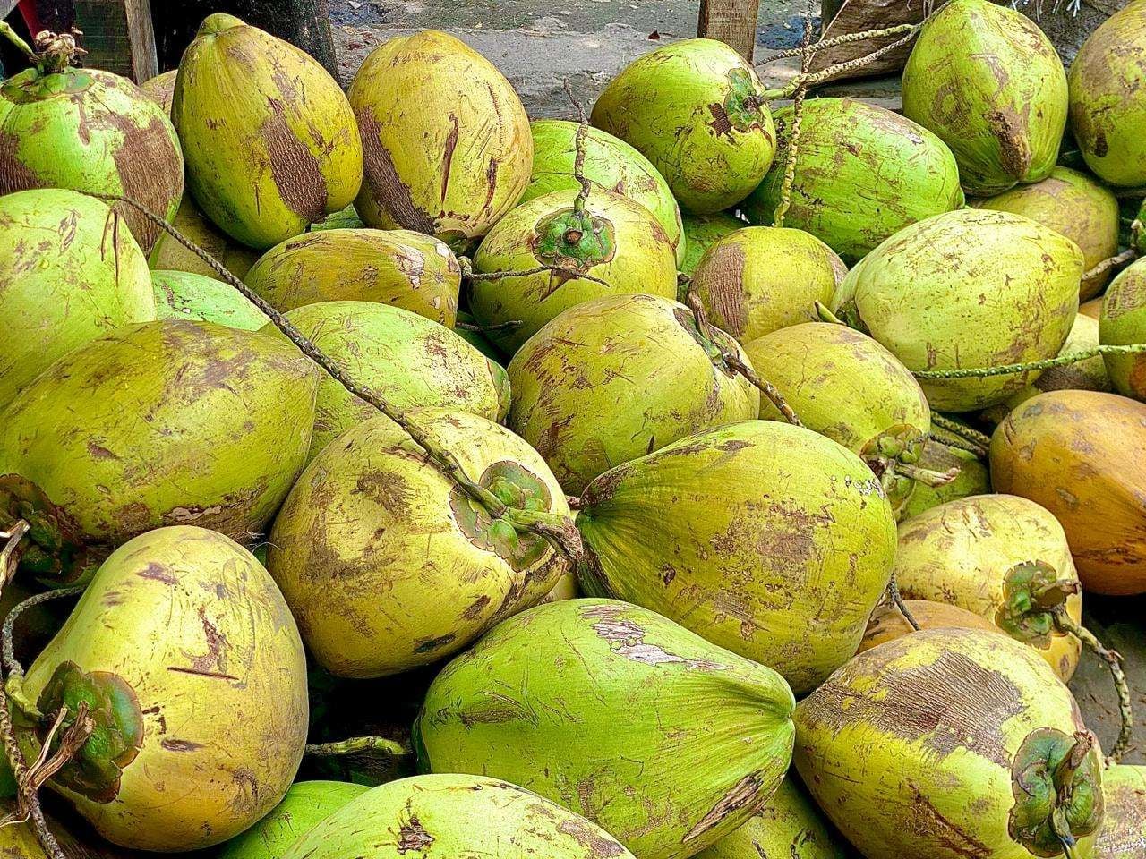 Desa Kalijaya: Menuju Sentra Kelapa Terpadu dan Berkelanjutan